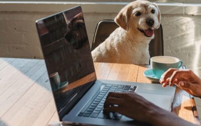 3 Things to Consider When Launching a Website